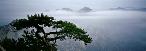 Wandering Clouds and Pine Trees